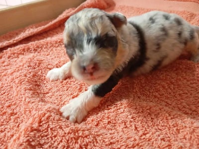 Les chiots de Berger Australien