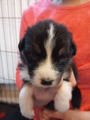 Les chiots de Berger Australien