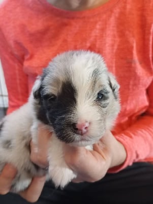 Les chiots de Berger Australien