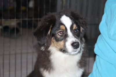 Les chiots de Berger Australien