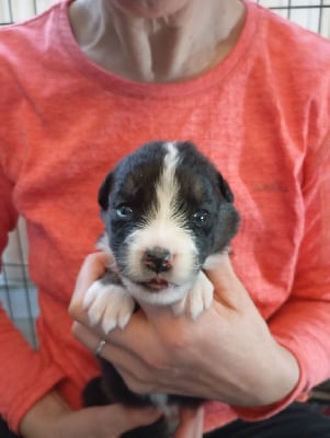 Les chiots de Berger Australien