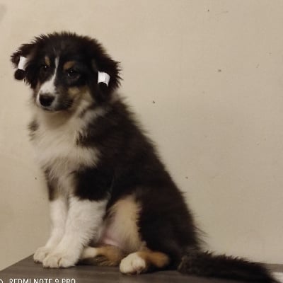 Les chiots de Berger Australien