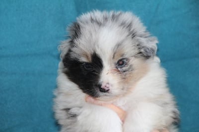 Les chiots de Berger Australien