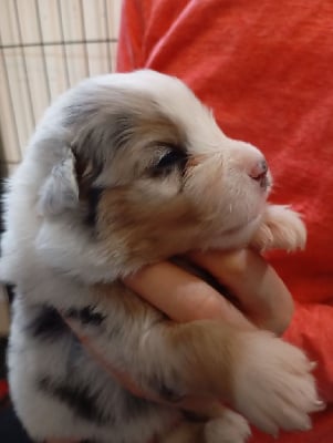 Les chiots de Berger Australien