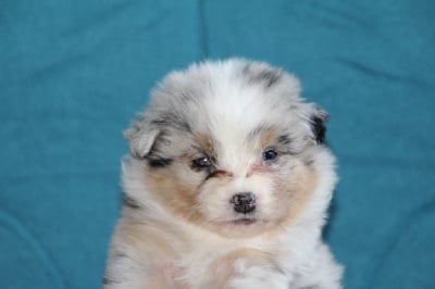 Les chiots de Berger Australien