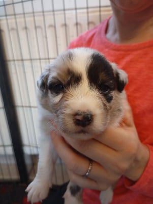 Les chiots de Berger Australien