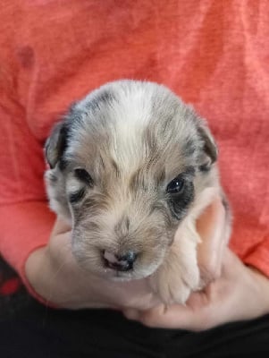 Les chiots de Berger Australien