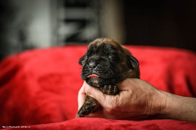 Les chiots de Boxer