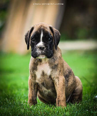 Les chiots de Boxer