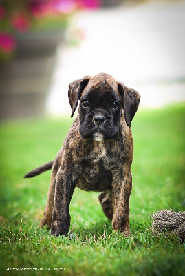 Les chiots de Boxer