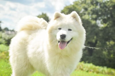 Les chiots de Samoyède