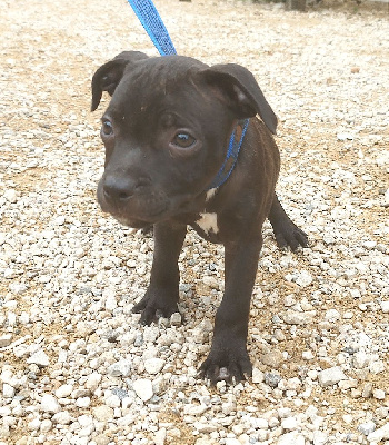 Les chiots de Staffordshire Bull Terrier