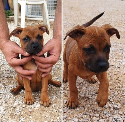 Les chiots de Staffordshire Bull Terrier