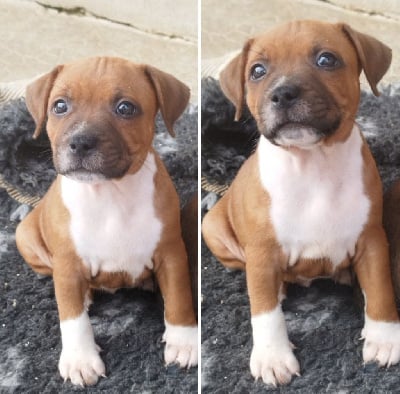 Les chiots de Staffordshire Bull Terrier