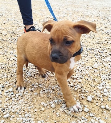 Les chiots de Staffordshire Bull Terrier