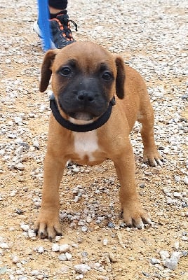 Les chiots de Staffordshire Bull Terrier