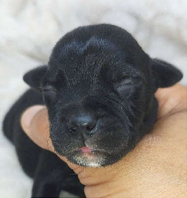 Les chiots de Staffordshire Bull Terrier