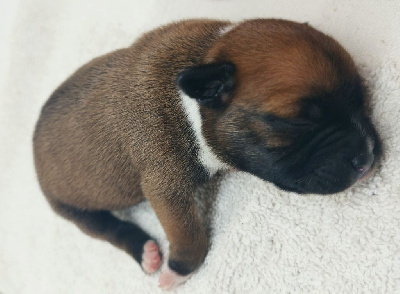 Les chiots de Staffordshire Bull Terrier