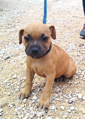 Les chiots de Staffordshire Bull Terrier