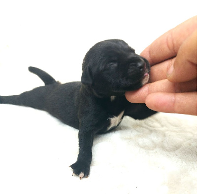 Les chiots de Staffordshire Bull Terrier