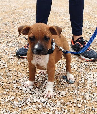 Les chiots de Staffordshire Bull Terrier