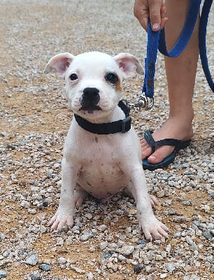 Les chiots de Staffordshire Bull Terrier