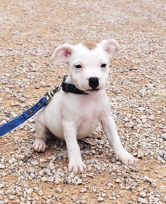 Les chiots de Staffordshire Bull Terrier