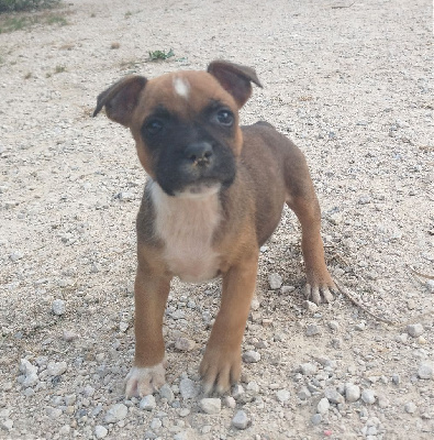 Les chiots de Staffordshire Bull Terrier