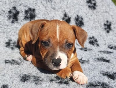 Les chiots de Staffordshire Bull Terrier