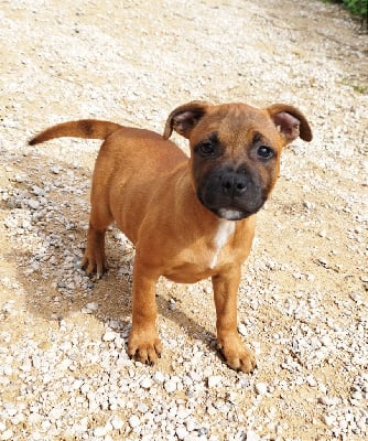 Les chiots de Staffordshire Bull Terrier