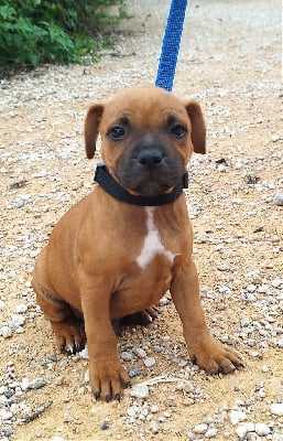 Les chiots de Staffordshire Bull Terrier