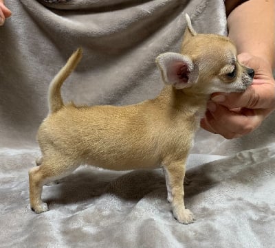 Les chiots de Chihuahua