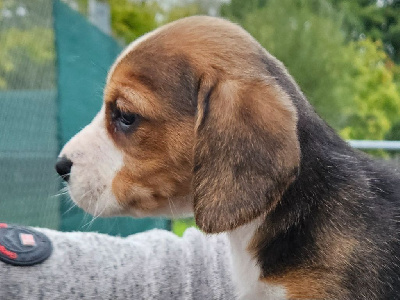 Les chiots de Beagle