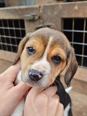 Les chiots de Beagle