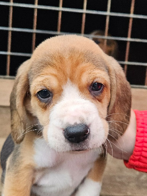 Les chiots de Beagle