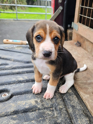 Les chiots de Beagle