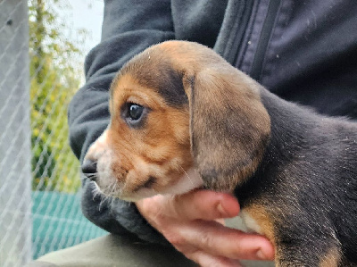 Les chiots de Beagle