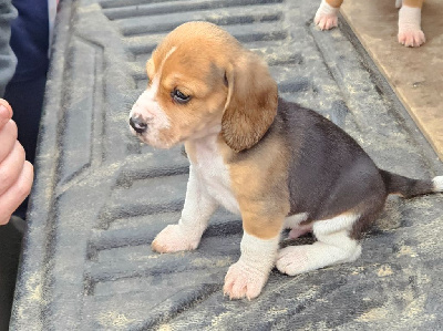 Les chiots de Beagle