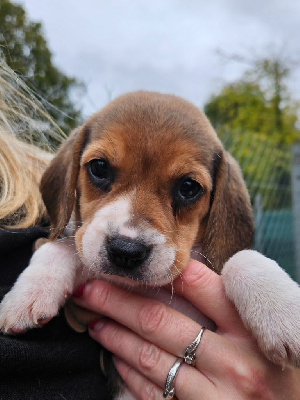 Les chiots de Beagle