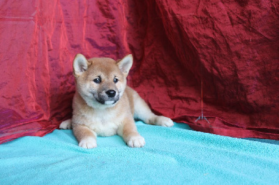 Les chiots de Shiba