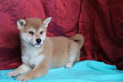 Les chiots de Shiba