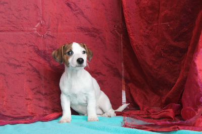 Les chiots de Jack Russell Terrier