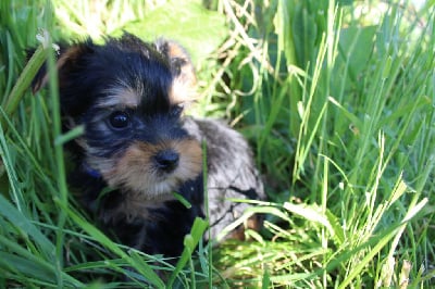 Les chiots de Yorkshire Terrier