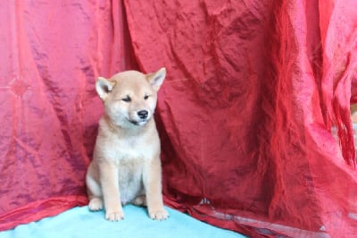 Les chiots de Shiba