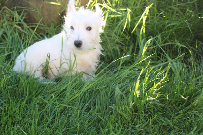 Les chiots de West Highland White Terrier