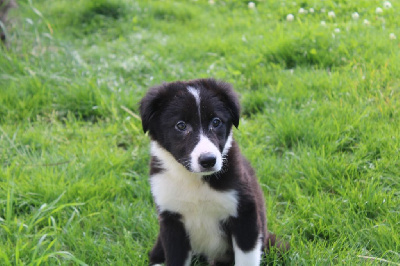 Les chiots de Border Collie