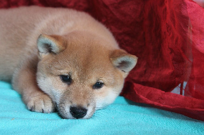 Les chiots de Shiba