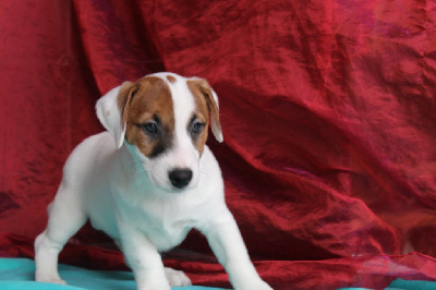 Les chiots de Jack Russell Terrier