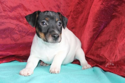 Les chiots de Jack Russell Terrier