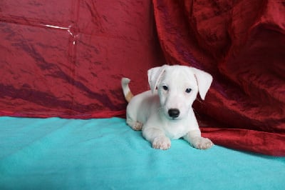 Les chiots de Jack Russell Terrier